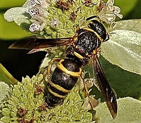 Euodynerus hidalgo This is a picture of a Euodynerus hidalgo on the North Tract of the Patuxent Research Refuge near Fort Meade, Maryland. Euodynerus hidalgo,Geotagged,Summer,United States