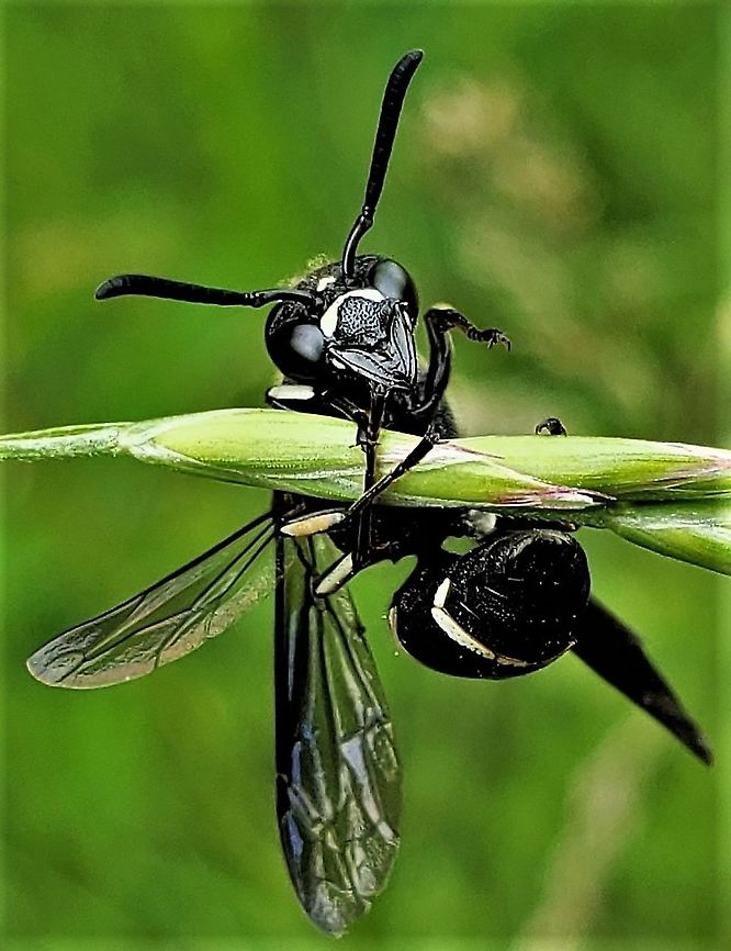 Euodynerus schwarzi This is a picture of an Euodynerus schwarzi on the North Tract of the Patuxent Research Refuge near Fort Meade, Maryland. Euodynerus schwarzi,Geotagged,Spring,United States