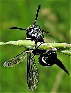 Euodynerus schwarzi This is a picture of an Euodynerus schwarzi on the North Tract of the Patuxent Research Refuge near Fort Meade, Maryland. Euodynerus schwarzi,Geotagged,Spring,United States