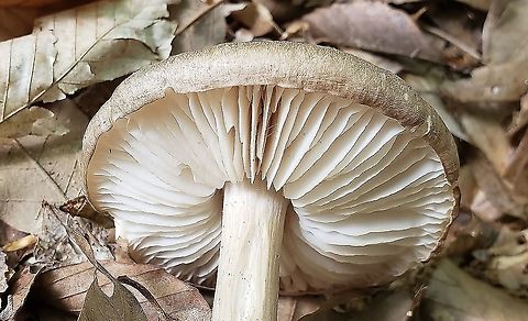 Eastern American Platterful Mushroom