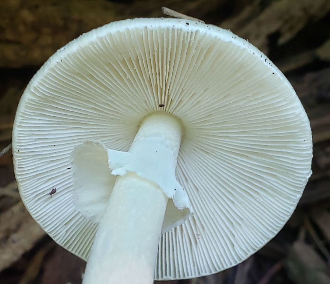 Amanita bisporigera This is a picture of Amanita bisporigera on the South Tract of the Patuxent Research Refuge near Laurel, Maryland.<br />
 Amanita bisporigera,Eastern North American destroying angel,Geotagged,Summer,United States