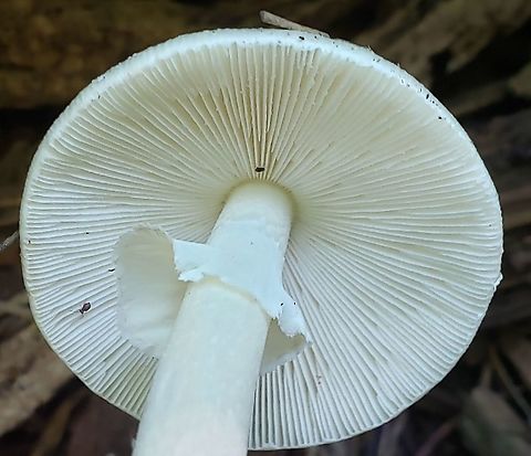 Amanita bisporigera This is a picture of Amanita bisporigera on the South Tract of the Patuxent Research Refuge near Laurel, Maryland.
 Amanita bisporigera,Eastern North American destroying angel,Geotagged,Summer,United States