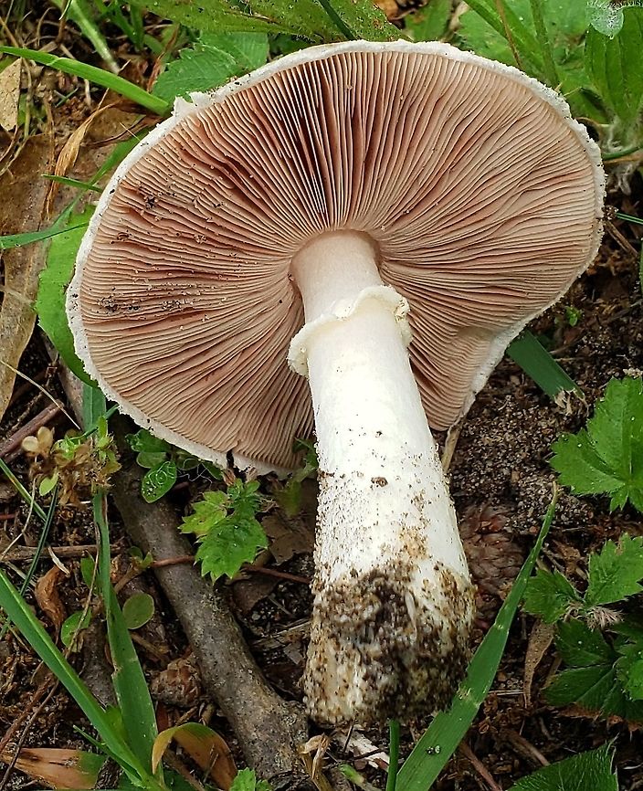 Agaricus campestris This is a picture of Agaricus campestris at Fort Smallwood Park in Pasadena, Maryland.<br />
 Agaricus campestris,Geotagged,Meadow Mushroom,Summer,United States
