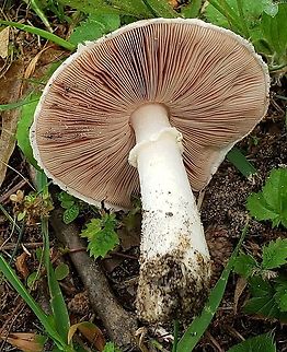 Agaricus campestris This is a picture of Agaricus campestris at Fort Smallwood Park in Pasadena, Maryland.
 Agaricus campestris,Geotagged,Meadow Mushroom,Summer,United States