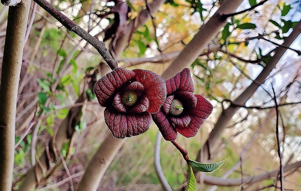 Pawpaw At Beverly Triton This is a picture of Pawpaw at Beverly Triton Nature Park in Edgewater, Maryland. Asimina triloba,Common Pawpaw,Geotagged,Spring,United States