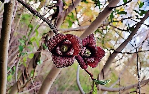 Pawpaw At Beverly Triton This is a picture of Pawpaw at Beverly Triton Nature Park in Edgewater, Maryland. Asimina triloba,Common Pawpaw,Geotagged,Spring,United States