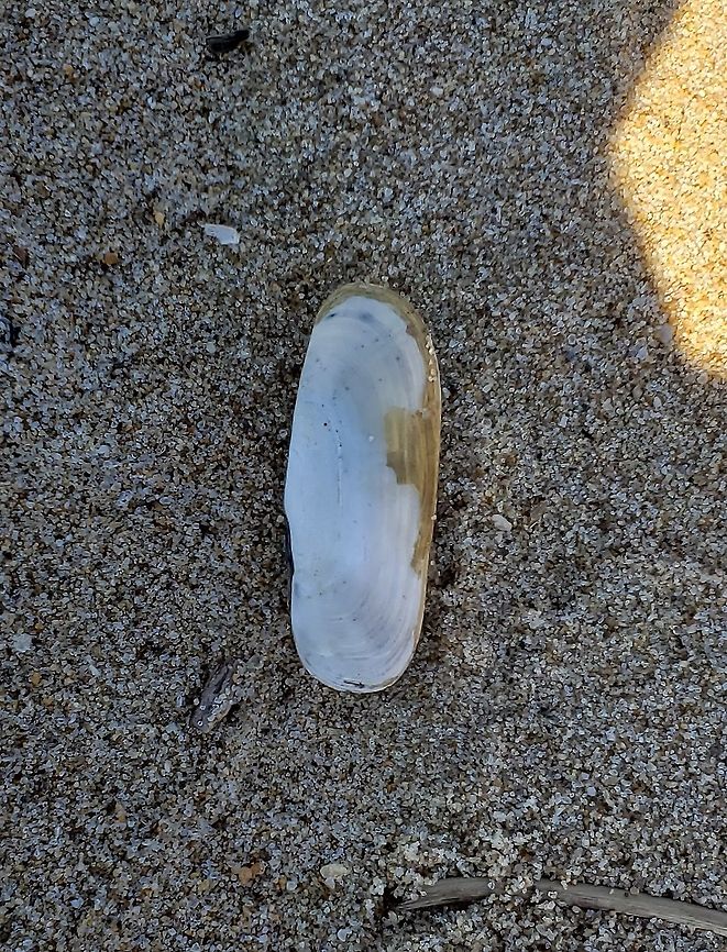 Tagelus plebeius This is a picture of a Tagelus plebeius at Terrapin Beach Park on Kent Island in Queen Anne&#039;s County, Maryland. Geotagged,Stout Tagelus,Tagelus plebeius,United States,Winter