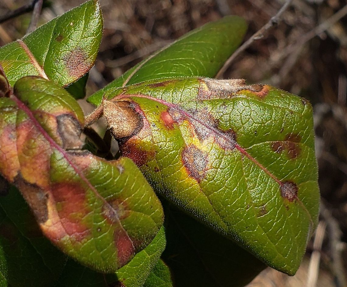 Insolibasidium deformans This is a picture of Japanese Honeysuckle infected with the Insolibasidium deformans fungus. Geotagged,Honeysuckle Leaf Blight,Insolibasidium deformans,United States,Winter