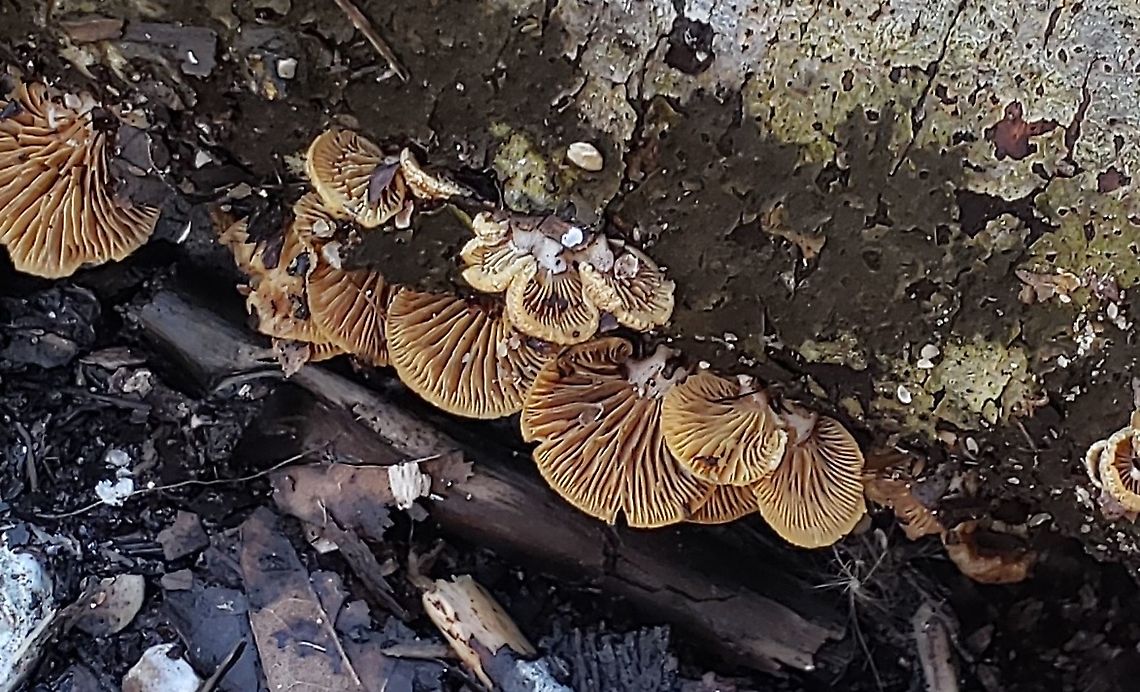 Panellus stipticus This is a picture of Panellus stipticus at Terrapin Nature Park on Kent Island in Queen Anne's County, Maryland.<br />
 Bitter oyster,Geotagged,Panellus stipticus,United States,Winter