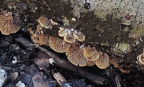 Panellus stipticus This is a picture of Panellus stipticus at Terrapin Nature Park on Kent Island in Queen Anne's County, Maryland.
 Bitter oyster,Geotagged,Panellus stipticus,United States,Winter