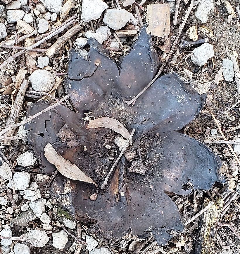 Scleroderma polyrhizum This is a picture of Scleroderma polyrhizum along the Cross Island Trail on Kent Island in Queen Anne's County, Maryland. Dead man's hand,Geotagged,Scleroderma polyrhizum,United States,Winter