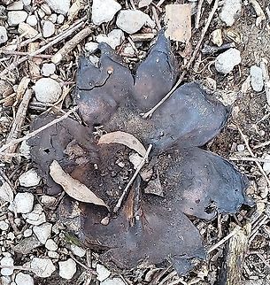 Scleroderma polyrhizum This is a picture of Scleroderma polyrhizum along the Cross Island Trail on Kent Island in Queen Anne's County, Maryland. Dead man's hand,Geotagged,Scleroderma polyrhizum,United States,Winter