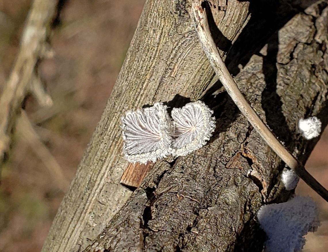 Schizophyllum commune This is a picture of Schizophyllum commune at Terrapin Beach Park on Kent Island in Queen Anne&#039;s County, Maryland. Geotagged,Schizophyllum commune,Split gill,United States,Winter