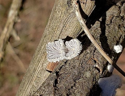 Schizophyllum commune This is a picture of Schizophyllum commune at Terrapin Beach Park on Kent Island in Queen Anne's County, Maryland. Geotagged,Schizophyllum commune,Split gill,United States,Winter
