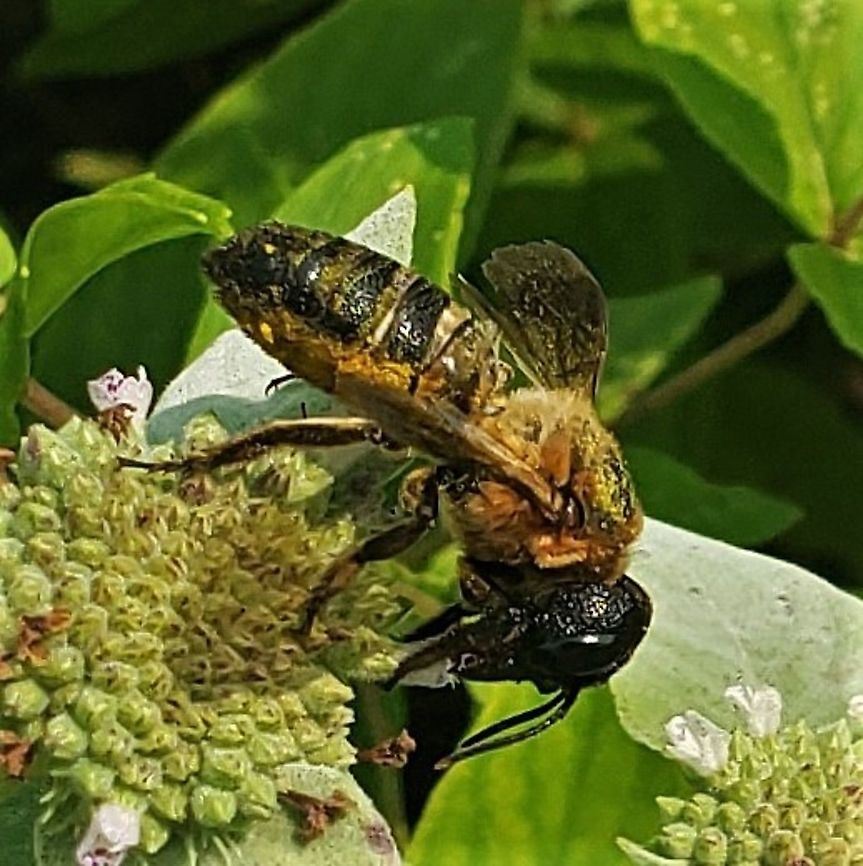 Megachile sculpturalis This is a picture of a Megachile sculpturalis on the North Tract of the Patuxent Research Refuge near Fort Meade, Maryland. Geotagged,Giant resin bee,Megachile sculpturalis,Summer,United States