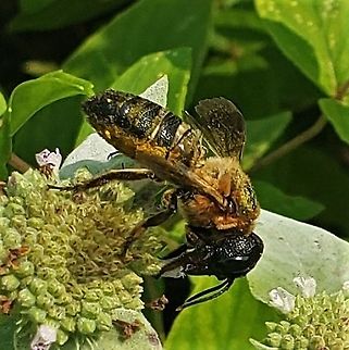 Megachile sculpturalis This is a picture of a Megachile sculpturalis on the North Tract of the Patuxent Research Refuge near Fort Meade, Maryland. Geotagged,Giant resin bee,Megachile sculpturalis,Summer,United States