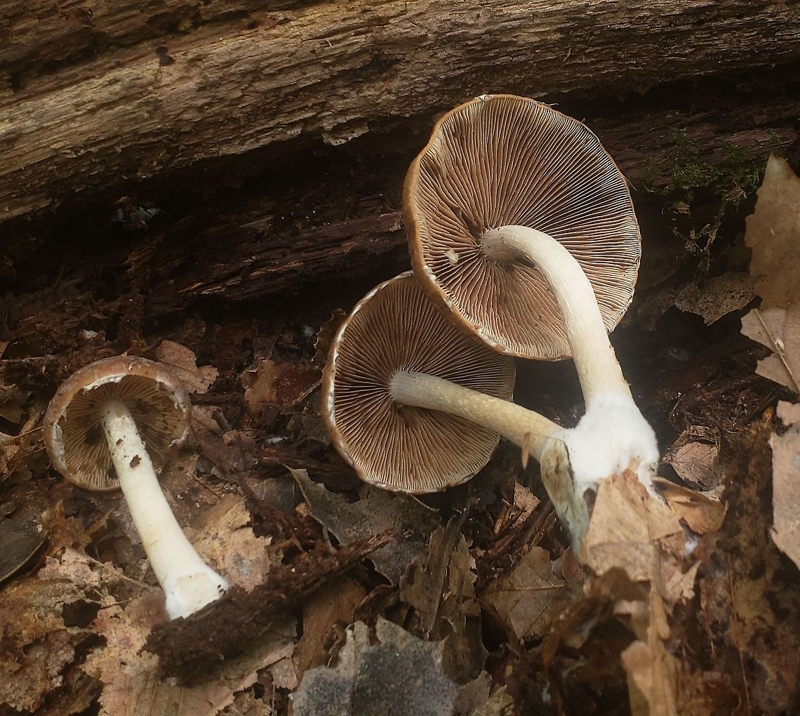 Psathyrella delineata This is a picture of Psathyrella delineata on the North Tract of the Patuxent Research Refuge near Fort Meade, Maryland. Geotagged,Psathyrella delineata,Summer,United States,Wrinkled Psathyrella