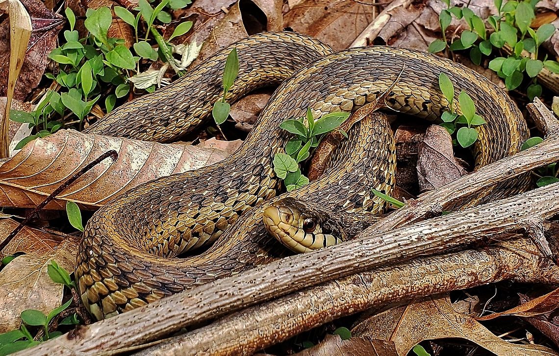Thamnophis sirtalis This is a picture of Thamnophis sirtalis on the North Tract of the Patuxent Research Refuge near Fort Meade, Maryland. Common Garter Snake,Geotagged,Spring,Thamnophis sirtalis,United States