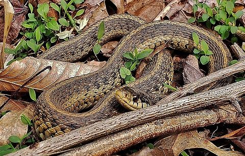 Thamnophis sirtalis This is a picture of Thamnophis sirtalis on the North Tract of the Patuxent Research Refuge near Fort Meade, Maryland. Common Garter Snake,Geotagged,Spring,Thamnophis sirtalis,United States