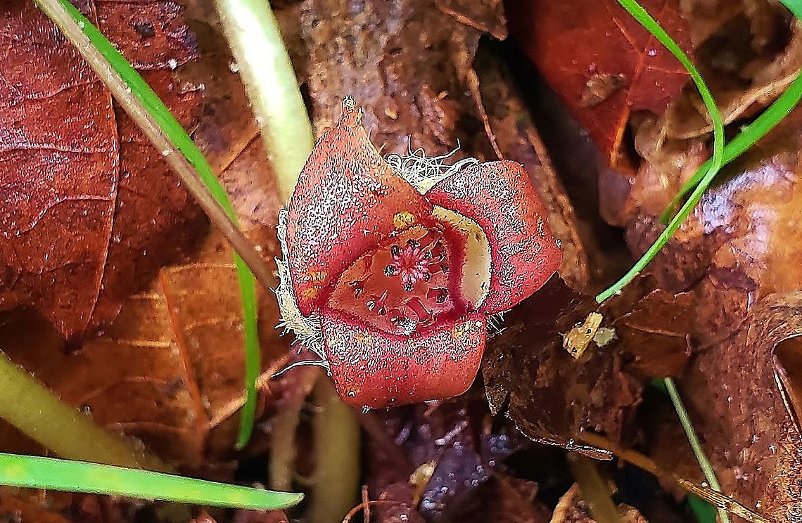 Asarum canadense This is a picture of Asarum canadense on the North Tract of the Patuxent Research Refuge near Fort Meade, Maryland. Asarum canadense,Canada wild ginger,Geotagged,Spring,United States