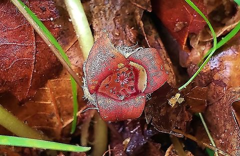 Asarum canadense This is a picture of Asarum canadense on the North Tract of the Patuxent Research Refuge near Fort Meade, Maryland. Asarum canadense,Canada wild ginger,Geotagged,Spring,United States