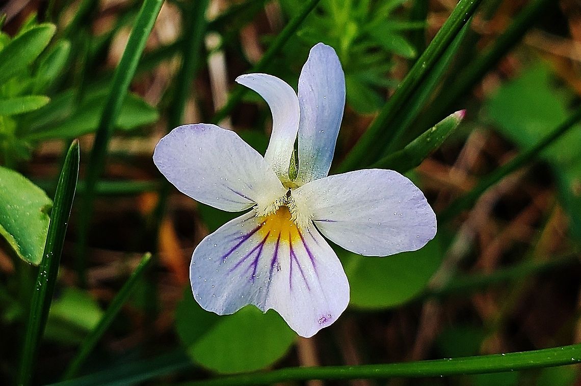American Field Pansy This is a picture of an American Field Pansy on the North Tract of the Patuxent Research Refuge near Fort Meade, Maryland. American field pansy,Geotagged,Spring,United States,Viola bicolor