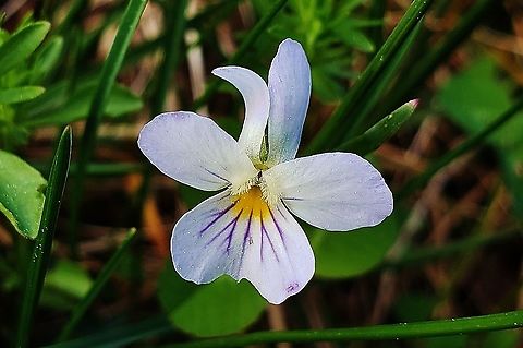 American Field Pansy This is a picture of an American Field Pansy on the North Tract of the Patuxent Research Refuge near Fort Meade, Maryland. American field pansy,Geotagged,Spring,United States,Viola bicolor