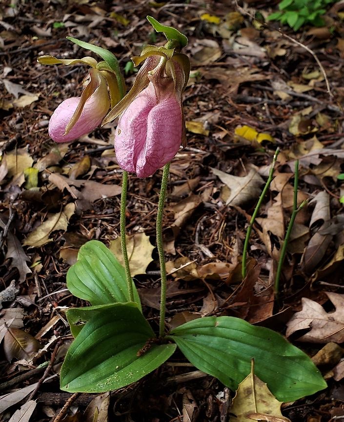 Cypripedium acaule This is a picture of Cypripedium acaule at Jacobsville Park in Pasadena, Maryland. Cypripedium acaule,Geotagged,Pink Lady's Slipper,Spring,United States
