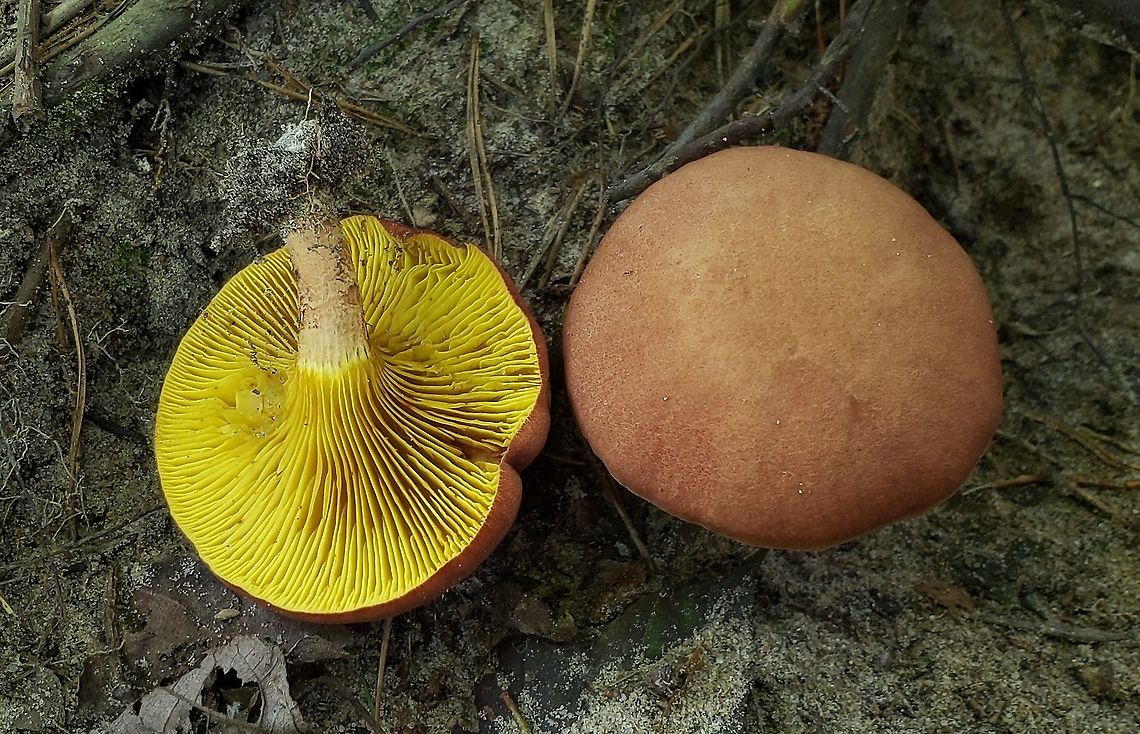 Gilled Bolete This is a picture of a pair of Gilled Bolete mushrooms in the woods between Jacobsville Park  and the lake Shore Athletic Complex in Pasadena, Maryland Geotagged,Gilled bolete,Phylloporus rhodoxanthus,Summer,United States