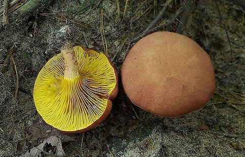 Phylloporus rhodoxanthus.