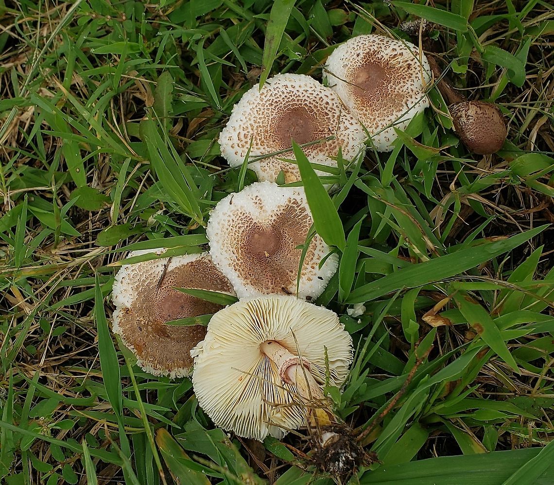 Leucoagaricus americanus This is a picture of Leucoagaricus americanus on the North Tract of the Patuxent Research Refuge near Laurel, Maryland. Geotagged,Leucoagaricus americanus,Reddening Lepiota,Summer,United States