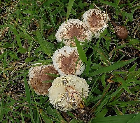 Reddening Lepiota