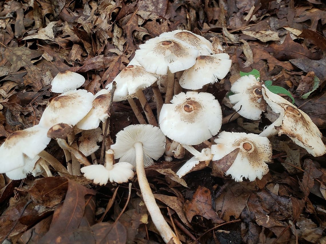 Lepiota cristata This is a picture of Lepiota cristata at Bodkin Park in Pasadena, Maryland. Geotagged,Lepiota cristata,Spring,United States