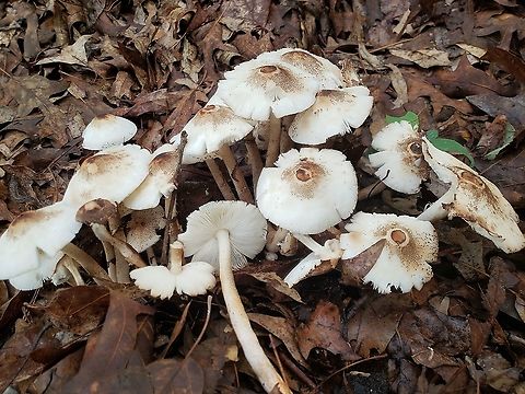 Lepiota cristata This is a picture of Lepiota cristata at Bodkin Park in Pasadena, Maryland. Geotagged,Lepiota cristata,Spring,United States