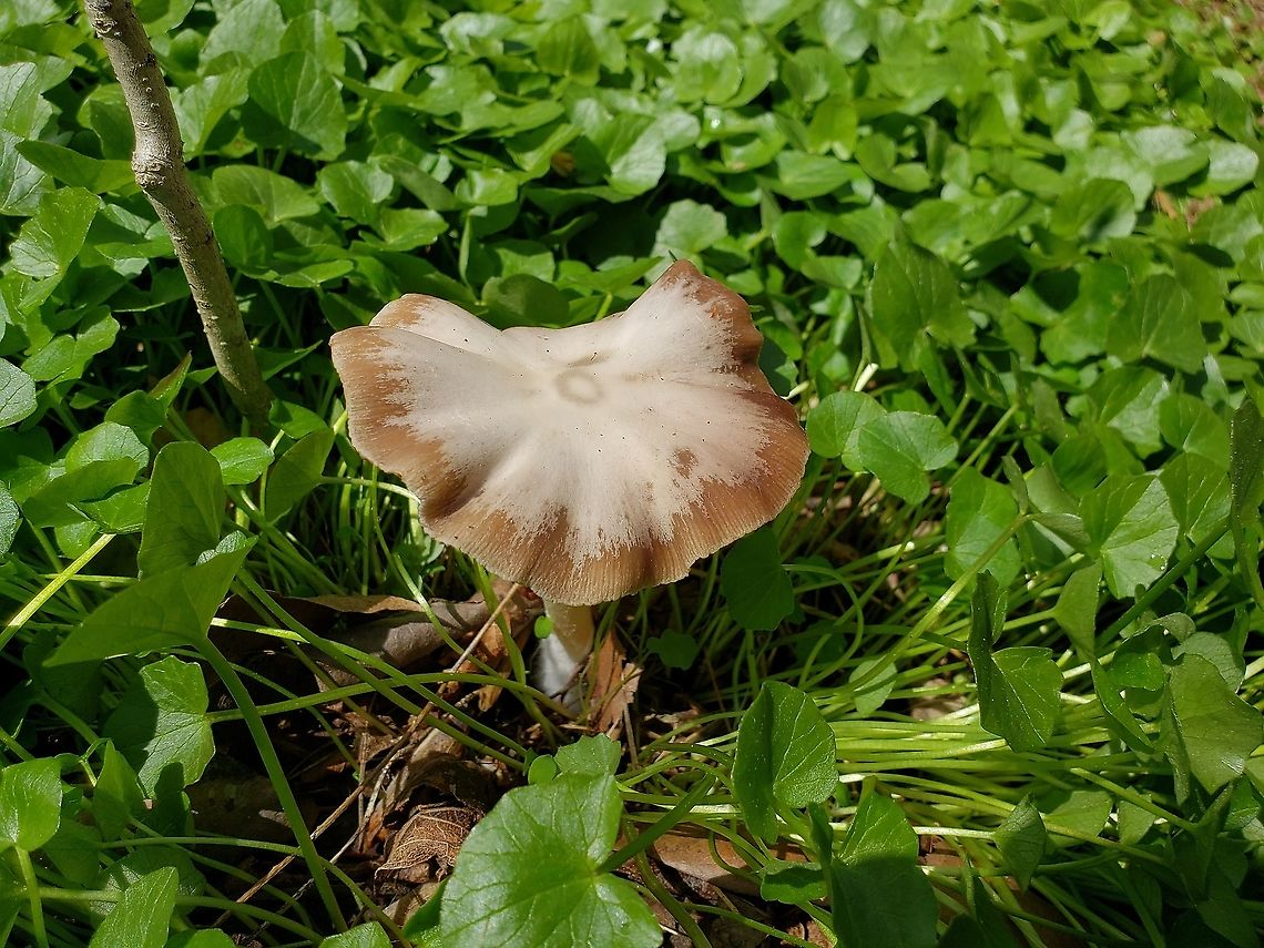 Pale Brittlestem This is a picture of Pale Brittlestem at Patapsco Valley State Park in Catonsville, Maryland. Geotagged,Psathyrella candolleana,Psathyrella candolleana.,Spring,United States