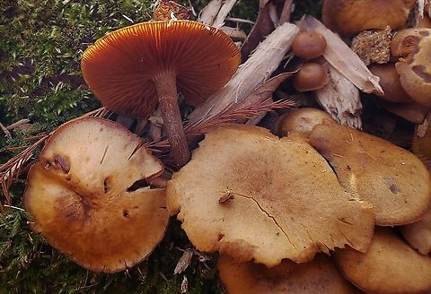 Deadly Galerina At Patapsco This is a picture of Deadly Galerina mushrooms at Patapsco Valley State Park in Catonsville, Maryland. Galerina marginata,Geotagged,United States,Winter