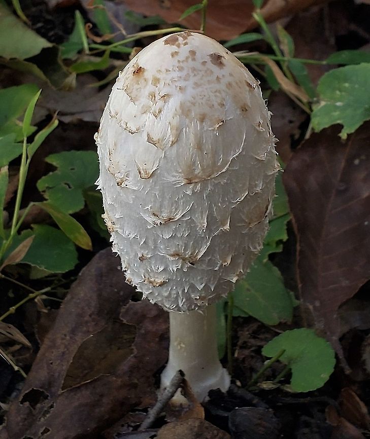 Shaggy Mane At South Tract This is a picture of a Shaggy Mane Mushroom on the South Tract of the Patuxent Research Refuge near Laurel, Maryland. Coprinus comatus,Fall,Geotagged,Shaggy ink cap,United States