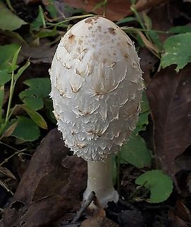 Shaggy Mane At South Tract This is a picture of a Shaggy Mane Mushroom on the South Tract of the Patuxent Research Refuge near Laurel, Maryland. Coprinus comatus,Fall,Geotagged,Shaggy ink cap,United States