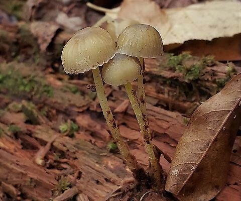Mycena epipterygia This is a picture of Mycena epipterygia on the North Tract of the Patuxent Research Refuge near Fort Meade, Maryland. Fall,Geotagged,Mycena epipterygia,United States,Yellowleg Bonnet
