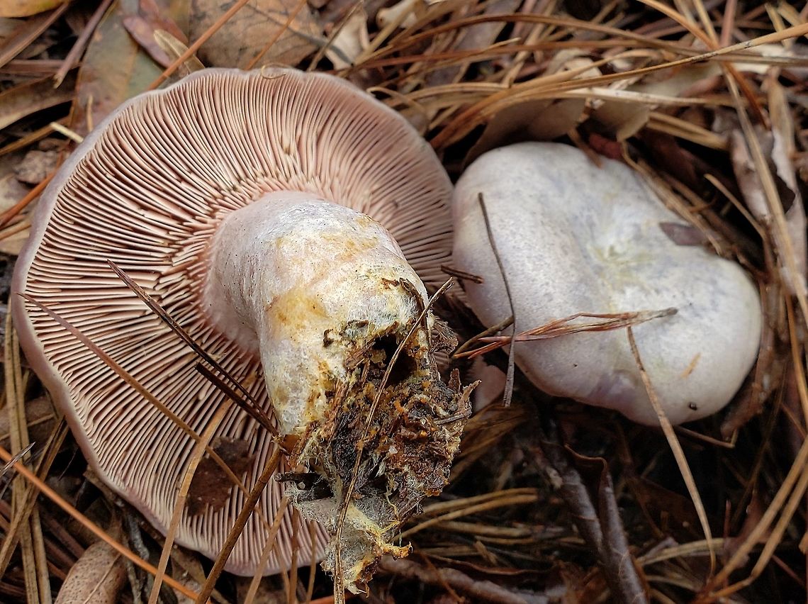 Lactarius paradoxus This is a picture of Lactarius paradoxus at Terrapin Beach Park on Kent Island in Stevensville, Maryland. Fall,Geotagged,Lactarius paradoxus,United States