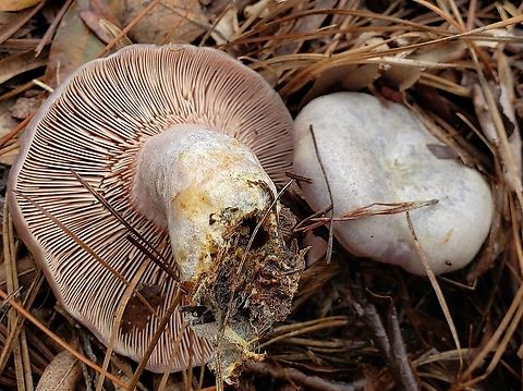 Lactarius paradoxus This is a picture of Lactarius paradoxus at Terrapin Beach Park on Kent Island in Stevensville, Maryland. Fall,Geotagged,Lactarius paradoxus,United States
