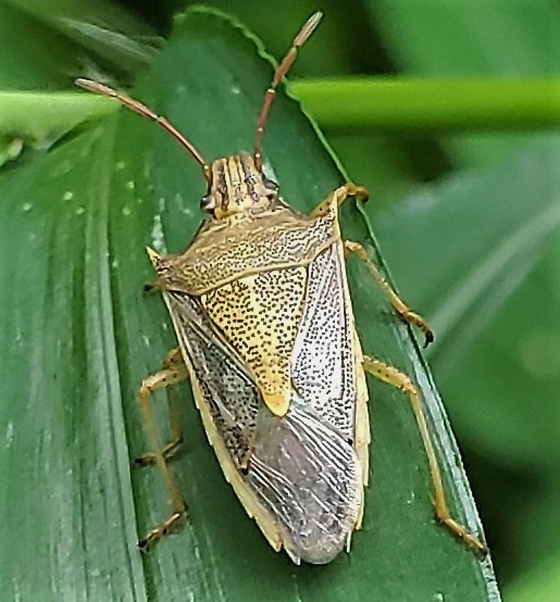 Rice Stink Bug At Downs Park This is a picture of a Rice Stink Bug at Downs Park in Pasadena, Maryland. Geotagged,Oebalus pugnax,Rice Stink Bug,Summer,United States