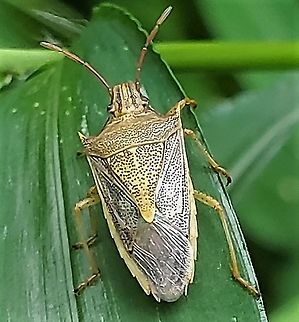 Rice Stink Bug At Downs Park This is a picture of a Rice Stink Bug at Downs Park in Pasadena, Maryland. Geotagged,Oebalus pugnax,Rice Stink Bug,Summer,United States