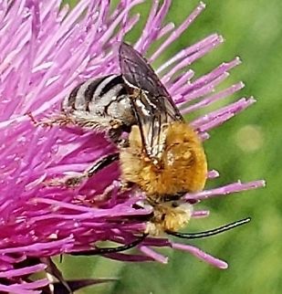 Peponapis pruinosa This is a picture of a Peponapis pruinosa at Kinder Farm Park in Millersville, Maryland. Geotagged,Peponapis pruinosa,Pruinose Squash Bee,Summer,United States
