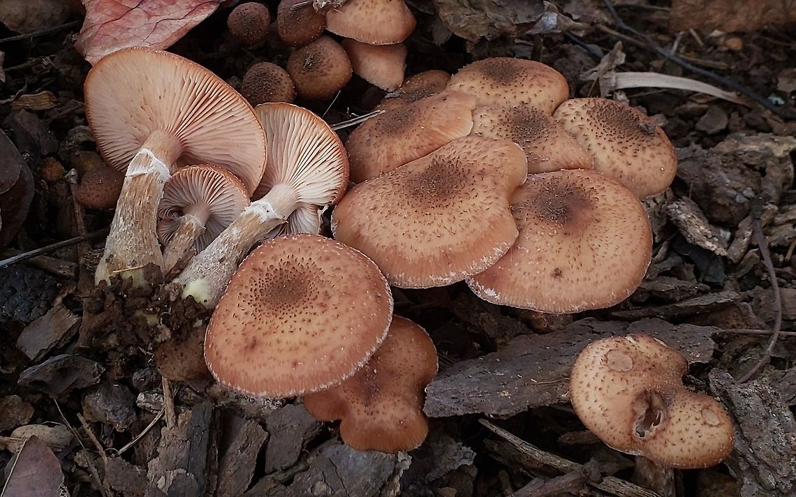 Armillaria gallica This is a picture of Armillaria gallica at the Hilton Area of Patapsco Valley State Park in Catonsville, Maryland.<br />
 Armillaria gallica,Fall,Geotagged,United States