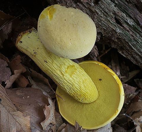 Retiboletus ornatipes This is a picture of Retiboletus ornatipes at Patapsco Valley State Park near Elkridge, Maryland. Geotagged,Ornate-stalked bolete,Retiboletus ornatipes,Summer,United States