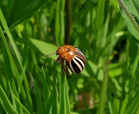 False Potato Beetle At Greenbury Point This is a picture of a False Potato Beetle at Greenbury Point near Annapolis, Maryland. False potato beetle,Geotagged,Leptinotarsa juncta,Spring,United States