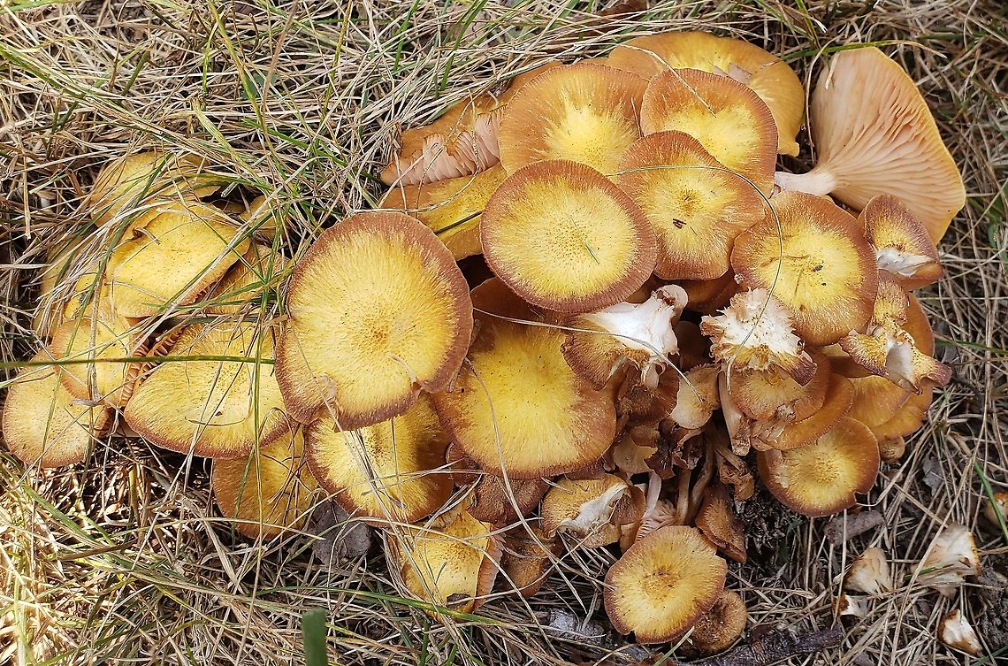 Ringless Honey Mushrooms This is a picture of Ringless Honey Mushrooms at Fort Howard in Edgemere, Maryland. Armillaria tabescens,Geotagged,Ringless Honey Mushroom,Summer,United States