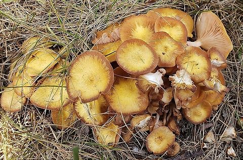 Ringless Honey Mushrooms This is a picture of Ringless Honey Mushrooms at Fort Howard in Edgemere, Maryland. Armillaria tabescens,Geotagged,Ringless Honey Mushroom,Summer,United States