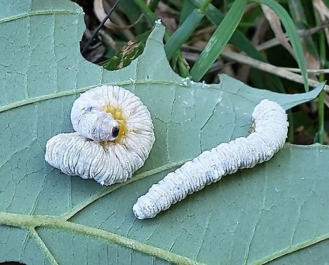 Macremphytus testaceus This is a picture of Macremphytus testaceus at Fort Howard Park in Edgemere, Maryland. Geotagged,Macremphytus testaceus,Summer,United States